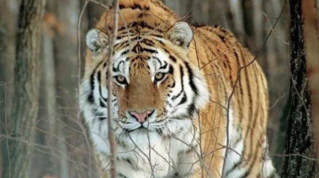 ABŞ-da dünyada ilk dəfə koronavirus pələngdə aşkarlandı