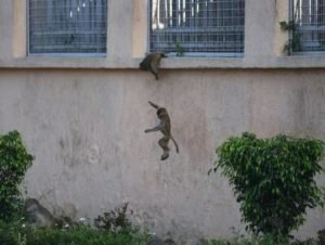 Meymunlar prezident sarayını mühasirəyə aldı