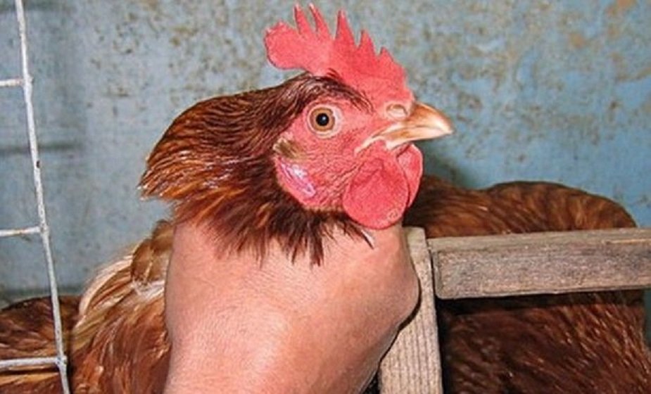 Bakıda toyuq oğurlayan erməni qardaşlar saxlanıldı – TƏFƏRRÜAT