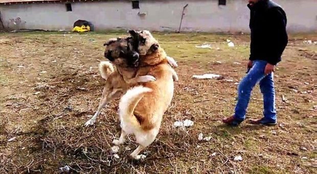 İtləri dalaşan qonşular arasında qan düşdü - ata-bala bıçaqlanaraq öldü