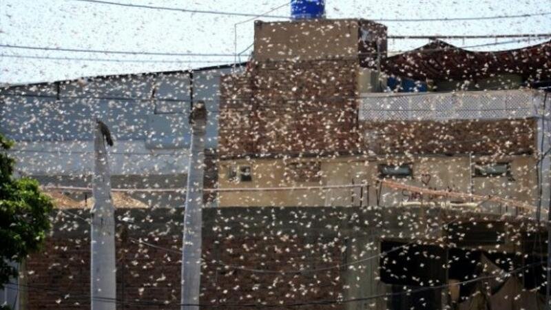 Çəyirtkə “işğalı” başladı: Azərbaycan hərəkətə keçdi - FOTOLAR