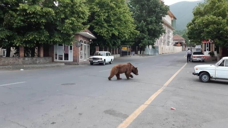 Şəkinin mərkəzində ayı TƏŞVİŞƏ SƏBƏB OLDU - Nazirlikdən XƏBƏRDARLIQ/FOTO (YENİLƏNDİ)