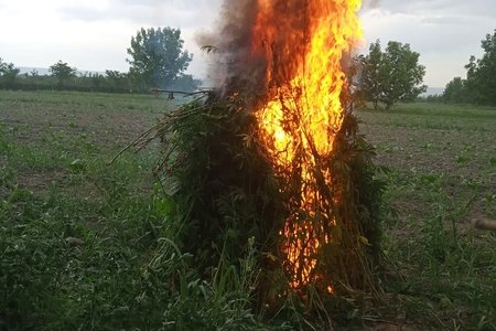 Balakəndə 1 t 200 kq narkotik vasitə məhv edilib