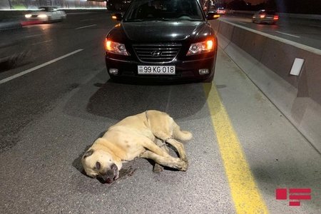 Bakı-Sumqayıt şossesində avtomobil iti vurub, motosiklet sürücüsü maşının altında qalıb - FOTO