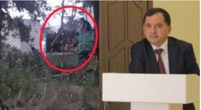 İcra başçısı “Qırmızı kitab”a düşən ağacları kəsdirir – İDDİA