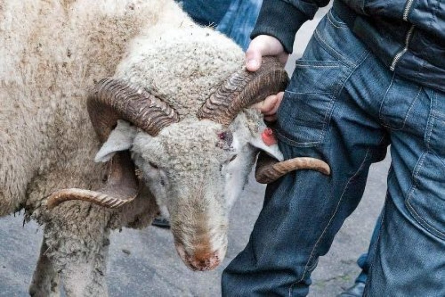 Lənkəranda qoyun oğruları saxlanıldı