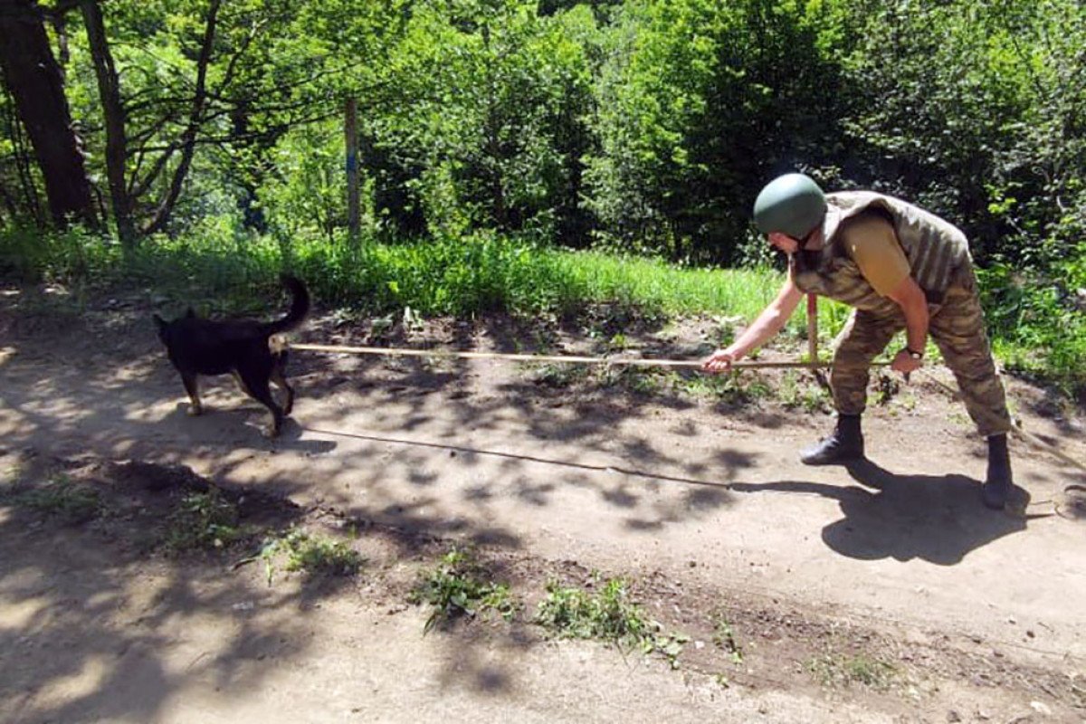 MN: İyulda 610 hektaradək ərazi minalardan təmizlənib