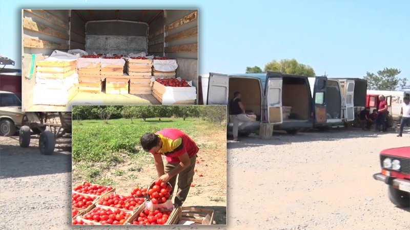 Pomidor almaq istəyənlərin nəzərinə! Kiloqramı 20 qəpik, yeşiyi 5 manat (VİDEO)