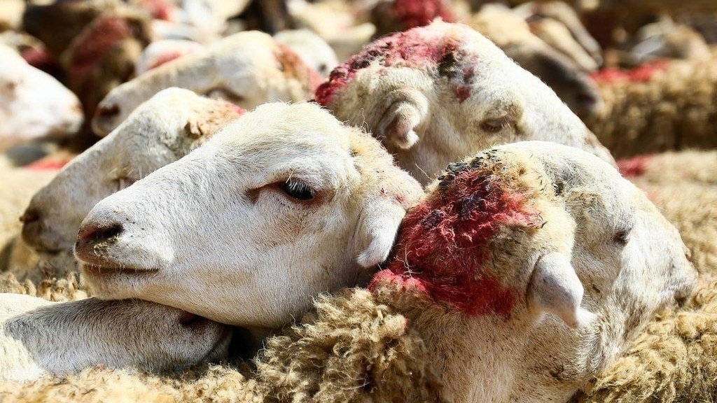 Qurban bayramı gəlməmiş qiymətlər ARTDI
