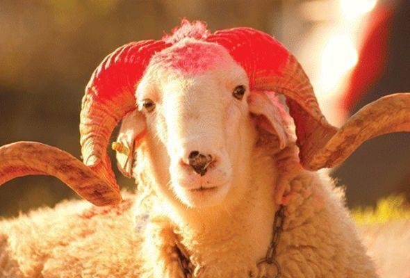 Qurban kəsirik: nəyi bilməliyik?