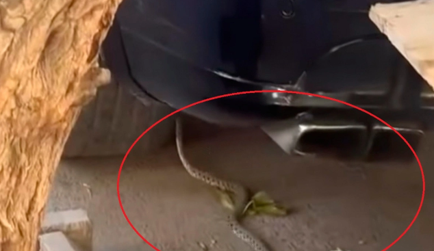 DİQQƏT: Metronun "28 May" stansiyasının qarşısında ilanlar peyda oldu - VİDEO