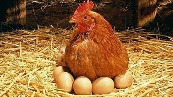 Toyuq əti və yumurta yenidən UCUZLAŞDI