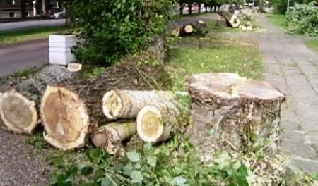 Şirvanda ağacları kəsib obyektə yol açılıb?-Video