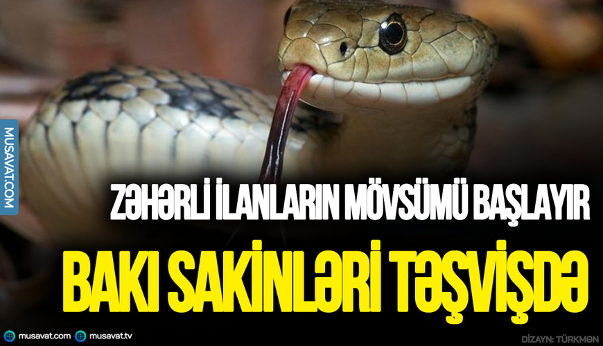 Zəhərli ilanların mövsümü başlayır - Bakı sakinləri təşvişdə
