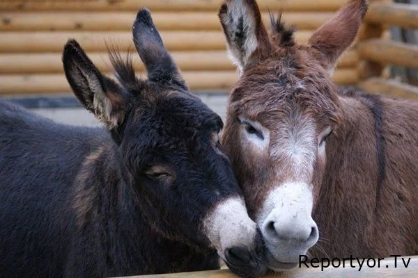 “Leş Tofiq”lər hərəkətə keçdi: Bizə eşşək əti yedizdirənlər niyə azadlıqda?