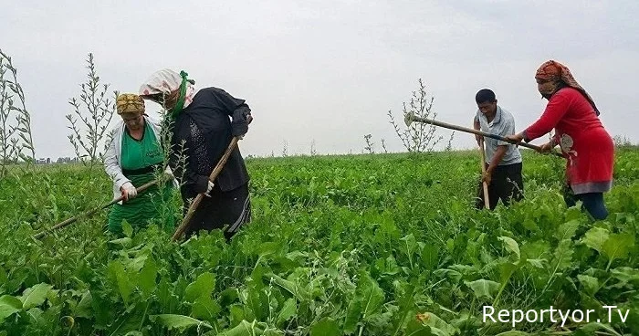 Bakı “boğulur”, əhalini bölgələrə necə qaytaraq?