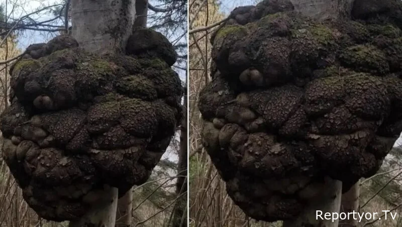 Ovçu meşədə gəzərkən tapdı: Dəyəri qızıl ilə müqayisə olunur