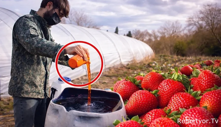 Azərbaycanda çiyələyə zəhərli maddələr qatılır? - Dəhşətli GÖRÜNTÜLƏR yayıldı