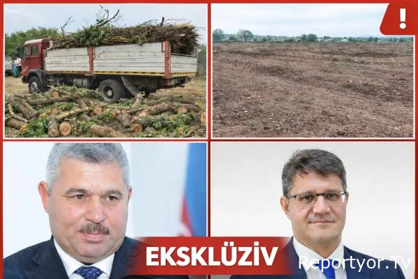 Bərdədə kütləvi ağac qırğını iddiası – 5 hektar ərazi niyə boşaldılıb?